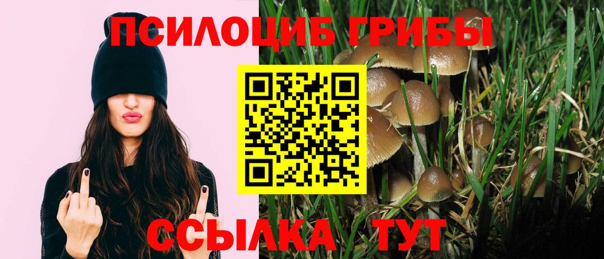 Тимашёвск  Галлюциногенные грибы Psilocybine cubensis  Вход с VPN 